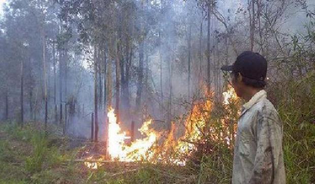 Kepala BNPB: 99 Persen Kasus Kebakaran Hutan Disengaja