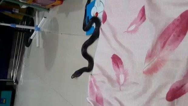 Ular Kobra Tiba-Tiba Keluar dari Balik Lemari saat Penghuni Rumah Sudah di Atas Kasur Mau Tidur