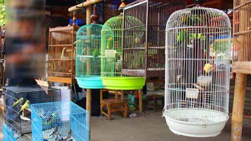 Gara-gara Burung, Pegawai Hononer di Pekanbaru Tertipu Jutaan Rupiah