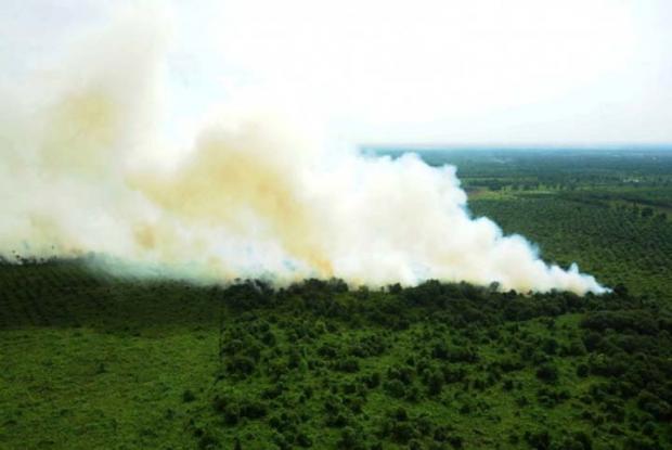 Hingga Mei 2018, Kebakaran Lahan Gambut di Riau Capai 1.870 Hektar