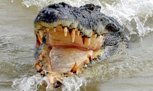 <b>Tim Gabungan Masih Mencari Seorang Warga yang Diduga Diterkam Buaya Ganas di Kuala Aliran Sungai Rokan</b>
