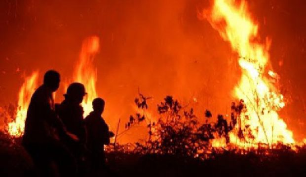 Polda Riau Akui Kesulitan Ungkap Perusahaan Pembakar Hutan dan Lahan