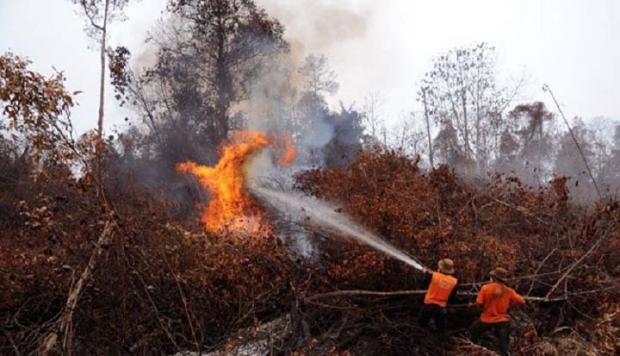Kebakaran di Inhil-Inhu Sudah Hanguskan 210 Hektar Lahan, Inilah Lokasi-lokasi Terparah