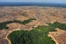 pansus-dprd-provinsi-temukan-700-perusahaan-di-riau-rambah-hutan-secara-ilegal