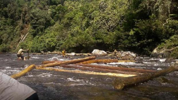 Begini Lika-liku <i>Illegal Logging</i> Hutan Suaka Margasatwa Rimbangbaling di Kampar yang Sebagian Hasil Jarahannya Dibawa ke Sumut