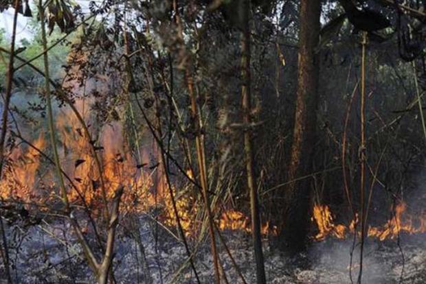 Kades, Kadus, dan Sejumlah Ketua RT di Indragiri Hulu Diperiksa Polisi Terkait Kebakaran Lahan Milik Pengusaha Ternama