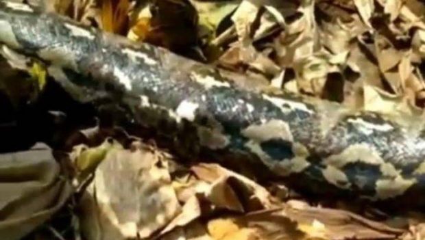 Ular Piton 8,5 Meter Kejar dan Nyaris Santap Seorang Warga Saat Berkebun