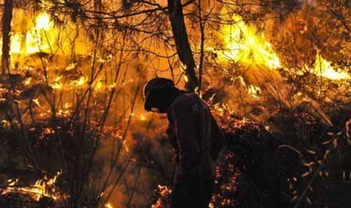 Polisi Baru Tangkap Delapan Terduga Pelaku dari 98 Kasus Kebakaran Hutan dan Lahan di Riau