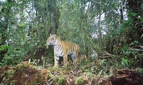 Tujuh Tahun Terakhir Kasus Kematian Harimau Sumatera Menurun, tapi...