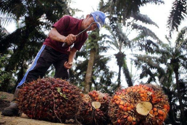 Dari 11 Juta Hektar Kebun Sawit di Indonesia, Ternyata Baru 16,7 Persen yang Sesuai Standar