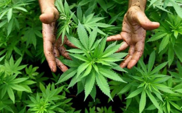 Setelah Heboh Tetapkan Ganja sebagai Tanaman Obat Binaan, Manteri Pertanian SYL Cabut Kembali Aturan yang Dibuatnya