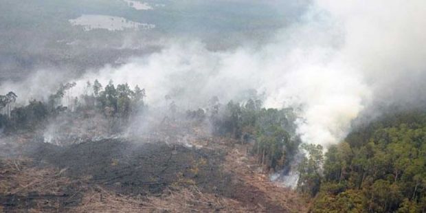 Waduh... Ternyata Kebakaran Hutan di Riau Telah Merambah ke Kawasan Suaka Margasatwa