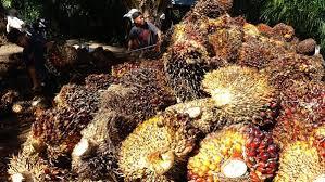 <b>Sepekan ke Depan, Harga TBS Kelapa Sawit Mitra Plasma di Riau Naik Tipis</b>