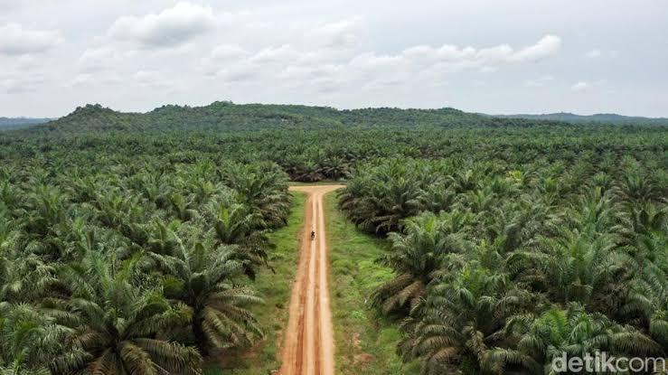 Ratusan Perusahaan Sawit di Riau tak Punya Izin HGU, Pemprov Bentuk Tim Satgas Gabungan