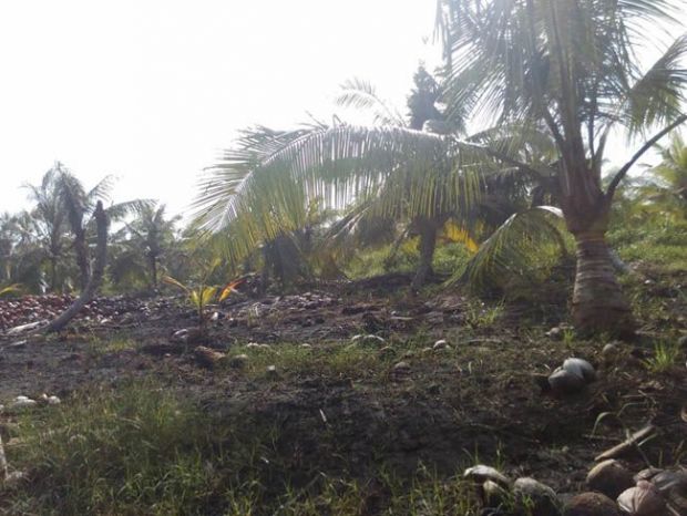 Kerusakan Kebun Kelapa Warga Sungai Bela Inhil Makin Parah Diduga akibat Aktivitas PT Indogreen (Surya Dumai Group)