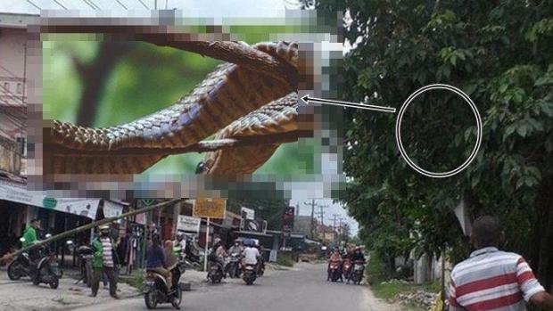Ular Kobra 3 Meter Terlihat Bersemayam di Pohon Kawasan Binawidya Pekanbaru, Pengendara Sempat Diadang, tapi Tiba-Tiba Hilang