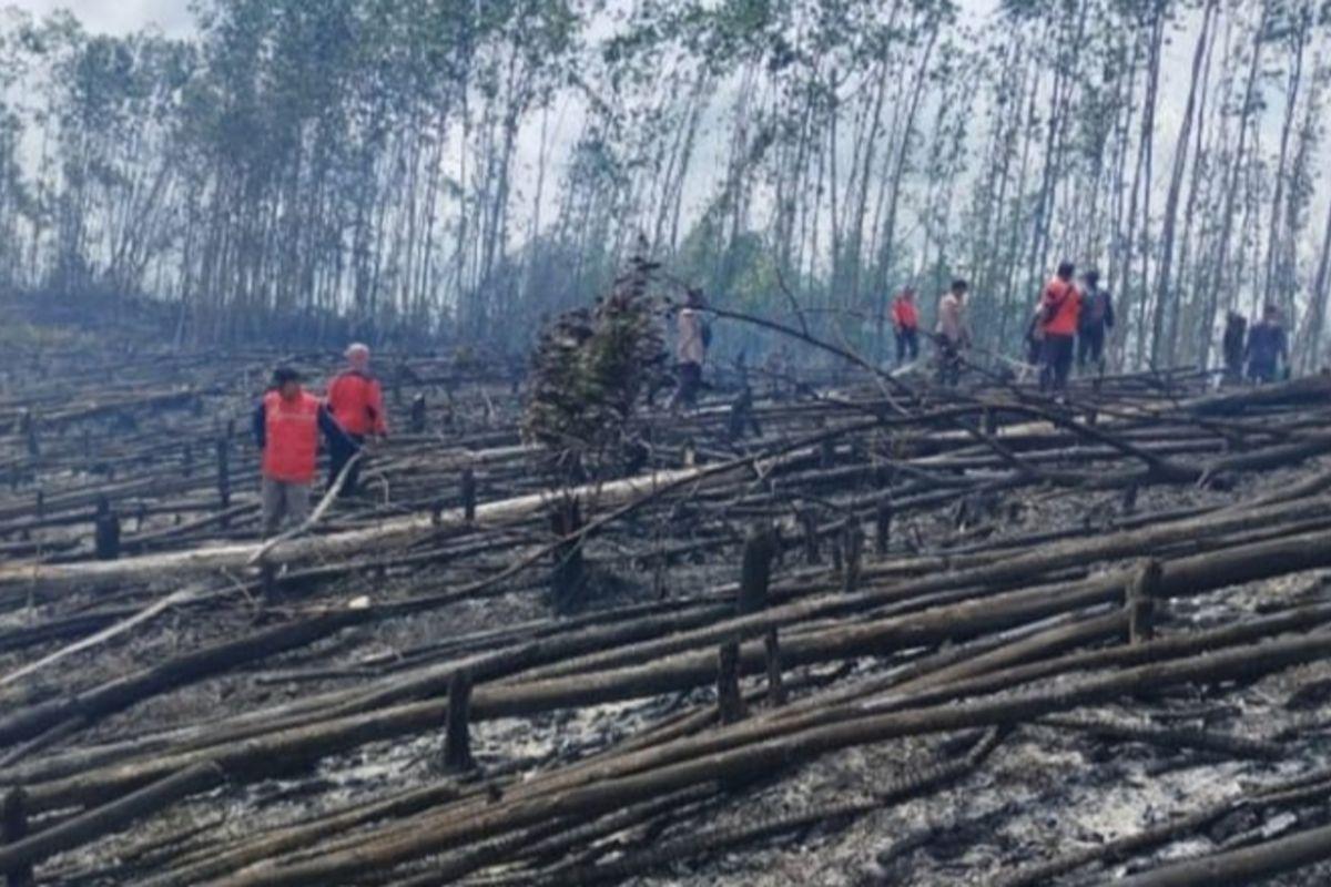 <b>Pengamat Dorong Tindak Tegas Pelaku Perambahan Taman Nasional Tesso Nilo Riau</b>