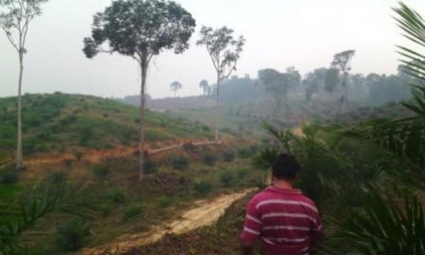 Diduga Babat Hutan Lindung Bukitbetabuh lalu Tanami Sawit, Yayasan Riau Madani Meja Hijaukan Wakil Bupati Kuansing, Berikut Gugatannya...
