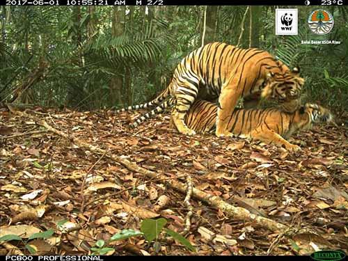 Setelah 12 Tahun Terpasang, Kamera Otomatis WWF-BBKSDA Berhasil Potret Harimau Bermesraan di Lanskap Rimbangbaling Kampar-Kuansing
