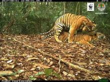 setelah-12-tahun-terpasang-kamera-otomatis-wwfbbksda-berhasil-potret-harimau-bermesraan-di-lanskap