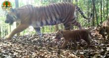 dua-generasi-harimau-sumatera-tertangkap-kamera-bisa-berkembang-seperti-kucing