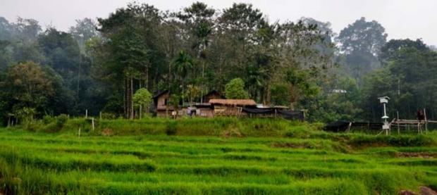 Lahan Perhutanan Sosial di Riau Menyusut Menjadi 400 Ribu Hektar dari 1,42 Juta Hektar yang Dicanangkan