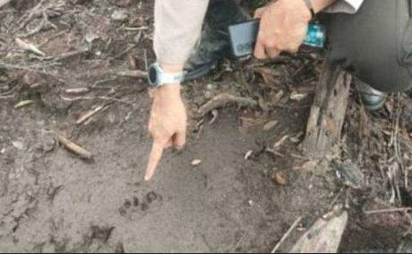 <b>Petugas Temukan Jejak Harimau Sumatera di Lahan Terbakar Milik Perusahaan Sawit PT PHI di Pelalawan? Begini Komentar Pihak BBKSDA Riau</b>