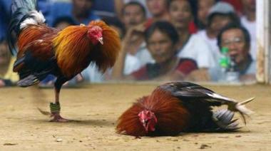 barena-judi-sabung-ayam-di-gang-pesona-kota-pangkalankerinci-digerebek-polisi-bram-cs-ditetapkan