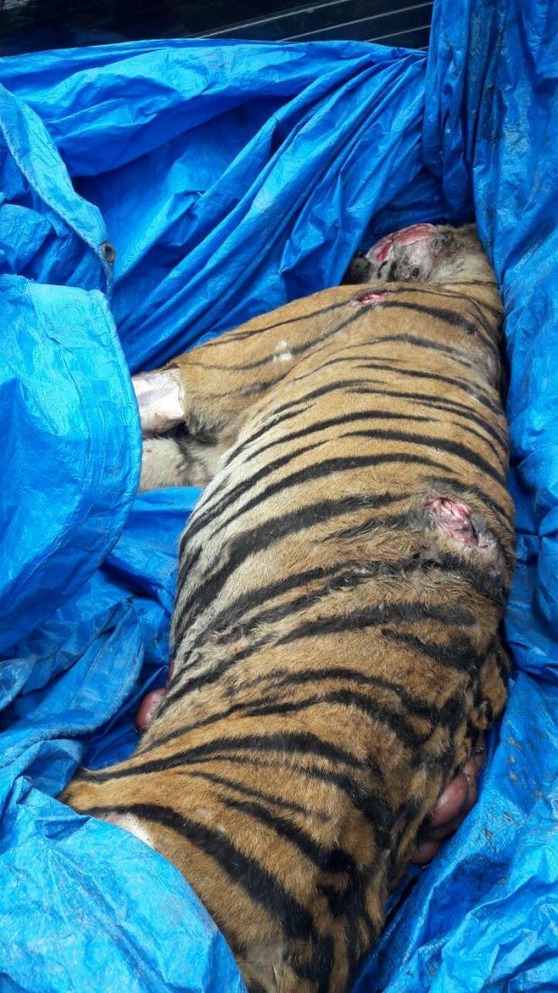 Polisi Tangkap Seseorang dalam Kasus Harimau Mati Terjerat dalam Kondisi Hamil di Kuantan Singingi