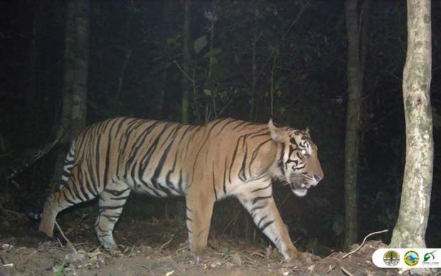 Harimau Masuk Permukiman dan Serang Ternak, Warga Indragiri Hilir Biarkan Kebun Terlantar