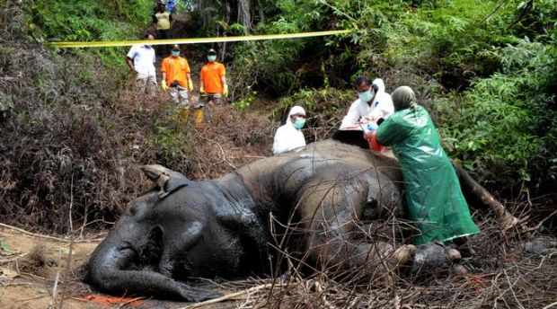Pembantai Gajah di Riau dan Aceh Masih Berkeliaran, Diduga Masih Satu Kelompok