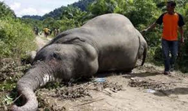 Tahun 2015, Sebanyak 10 Gajah Mati di Riau, Terbanyak di Areal Konsesi RAPP dan Arara Abadi