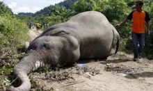 tahun-2015-sebanyak-10-gajah-mati-di-riau-terbanyak-di-areal-konsesi-rapp-dan-arara-abadi