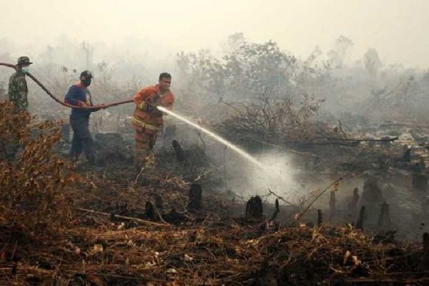 Kementerian LHK Menang Lawan PT Jatim Jaya Perkasa di Rohil dalam Kasus Pembakaran Lahan