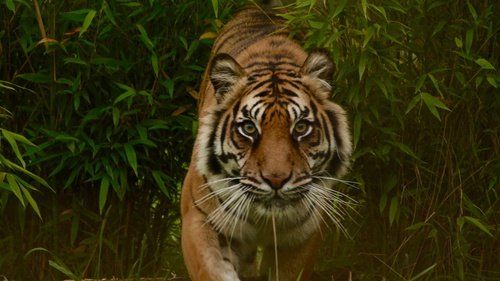 Lokasi Harimau Terkam Warga Inhil hingga Tewas Ternyata Kawasan yang Dilarang Beraktivitas tanpa Seizin Pemerintah