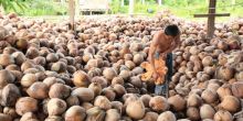 petani-inhil-lebih-senang-jual-kopra-ke-pengusaha-malaysia