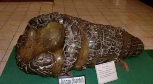 Beberapa Benda Kuno Lenyap Digondol Maling, Museum Sang Nila Utama Riau Masih Punya Koleksi Antik Batu Keong Seberat 1 Ton hingga Pelindung Miss V