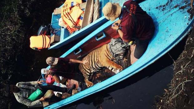 Harimau yang Terjerat Kawat di Desa Sangar Pelalawan Hanya Mau Minum Air Gambut