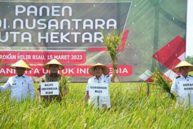 gubernur-syamsuar-panen-raya-padi-nusantara-1-juta-hektar-di-rimba-melintang