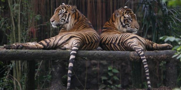 Kini, Populasi Harimau Sumatera Tersisa Kurang dari 400 Ekor