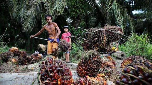 Jeritan Petani Sawit Riau: Hemat-hemat makan, Bayar Sekolah Tak Mampu