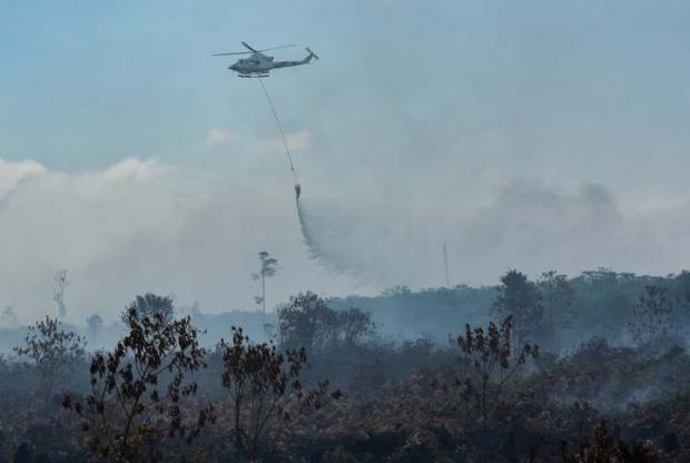 Lima Provinsi dan 3 Kabupaten/Kota Tetapkan Status Siaga Bencana Kebakaran Hutan, Riau Kali Pertama