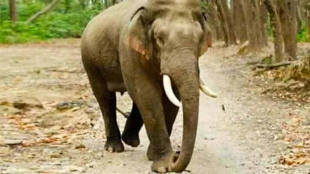 Diduga Panik Terkepung Kabut Asap, Gajah-gajah Liar TNTN Indragiri Hulu Berkeliaran Masuk Perkampungan